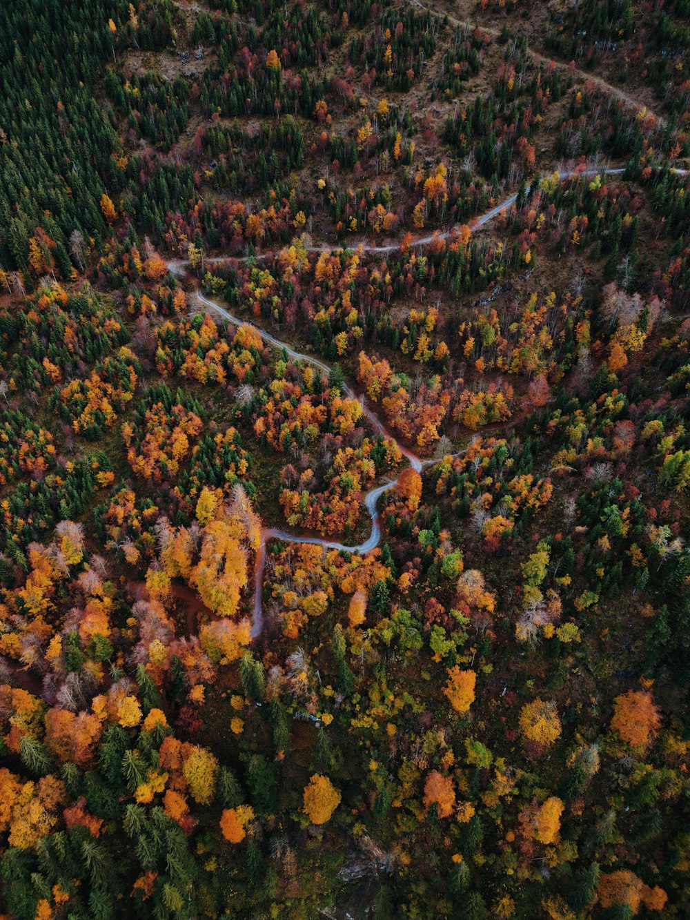 a road with orange leaves