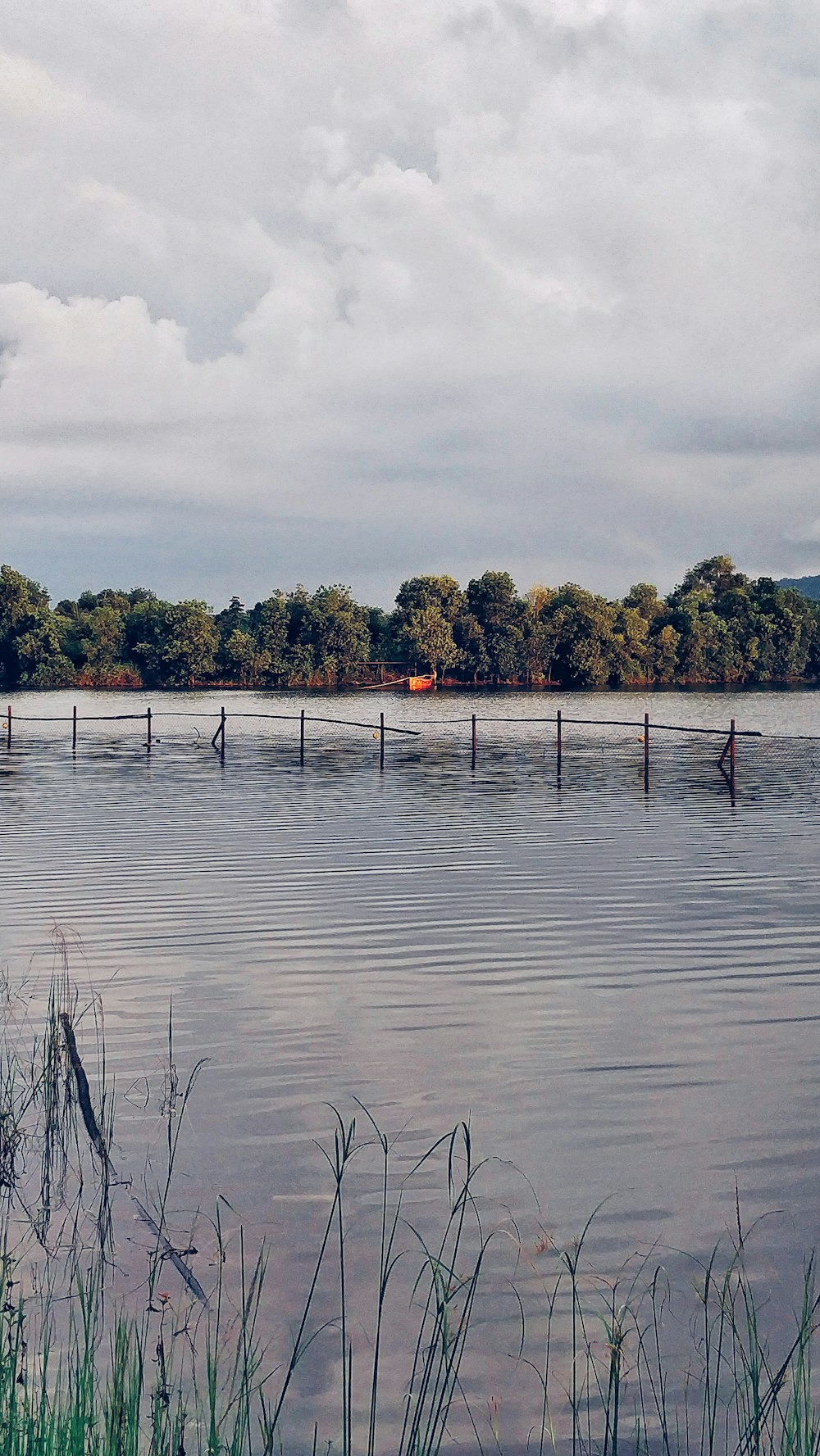 a body of water with trees in the background