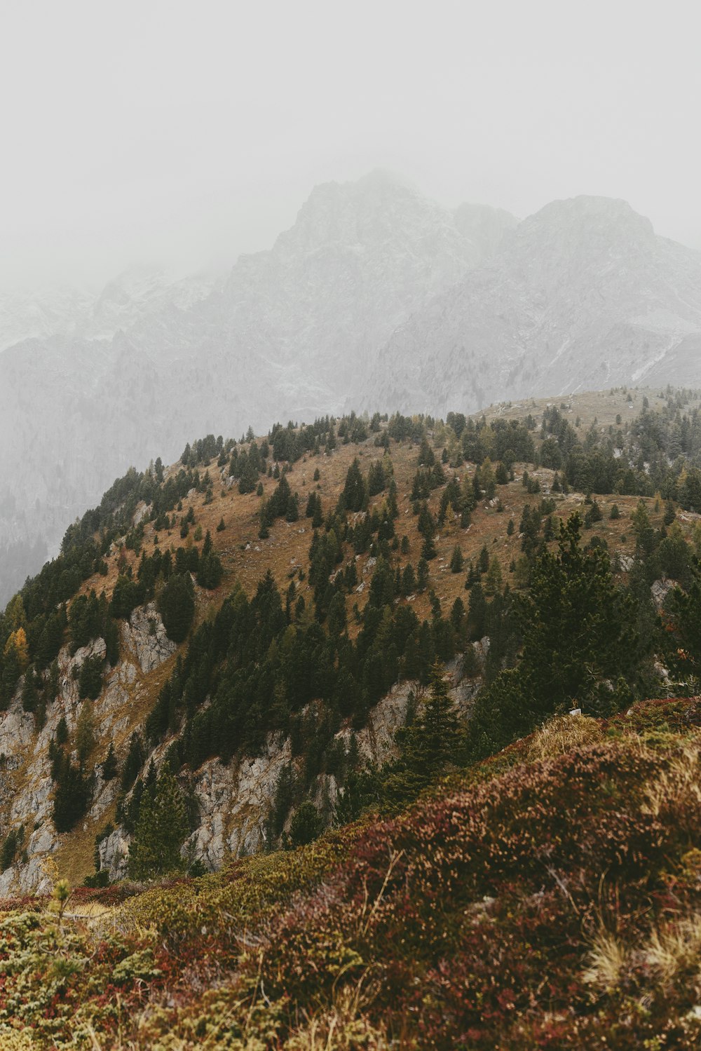 a mountain with trees on it