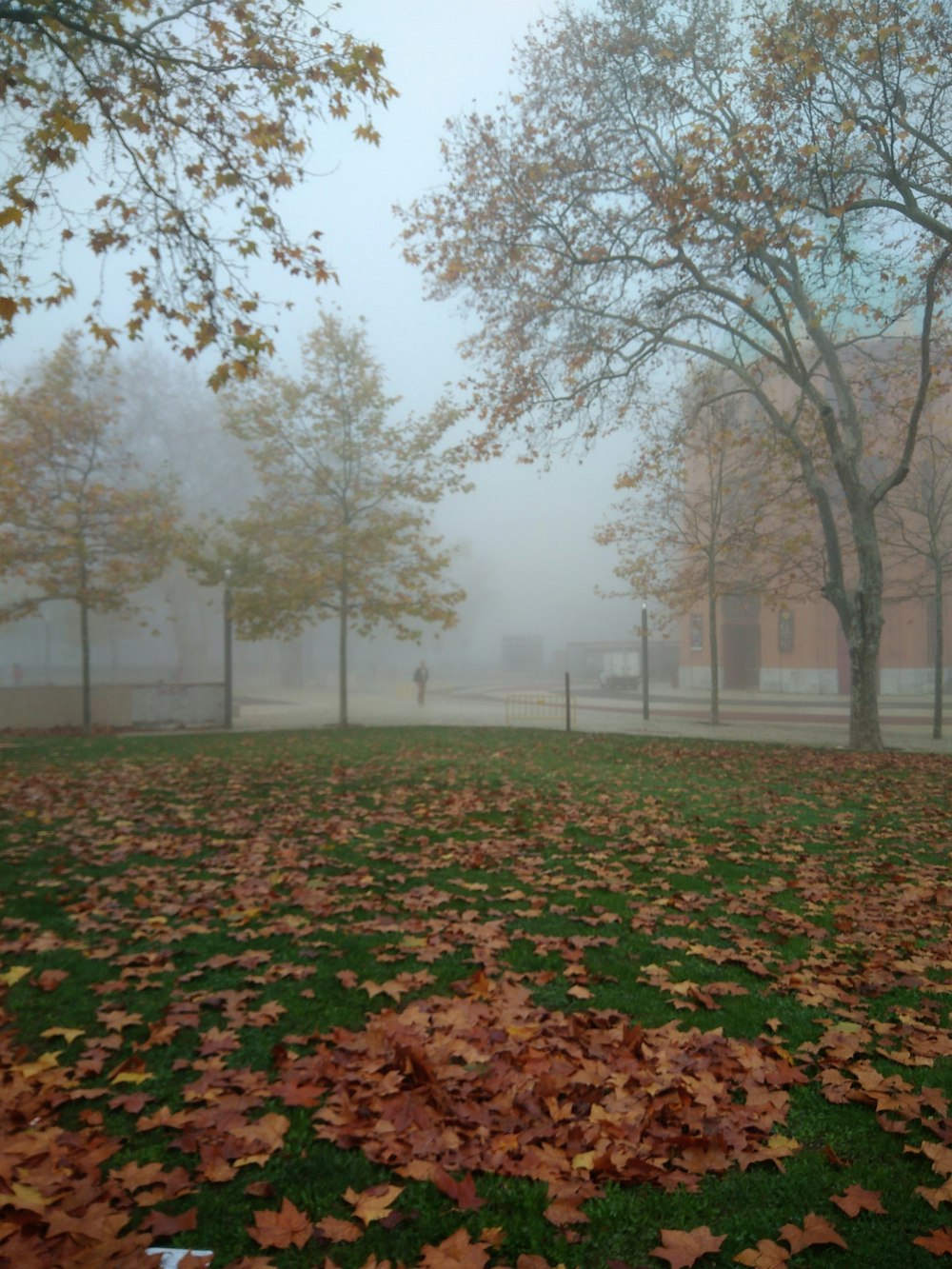 a field of leaves and trees