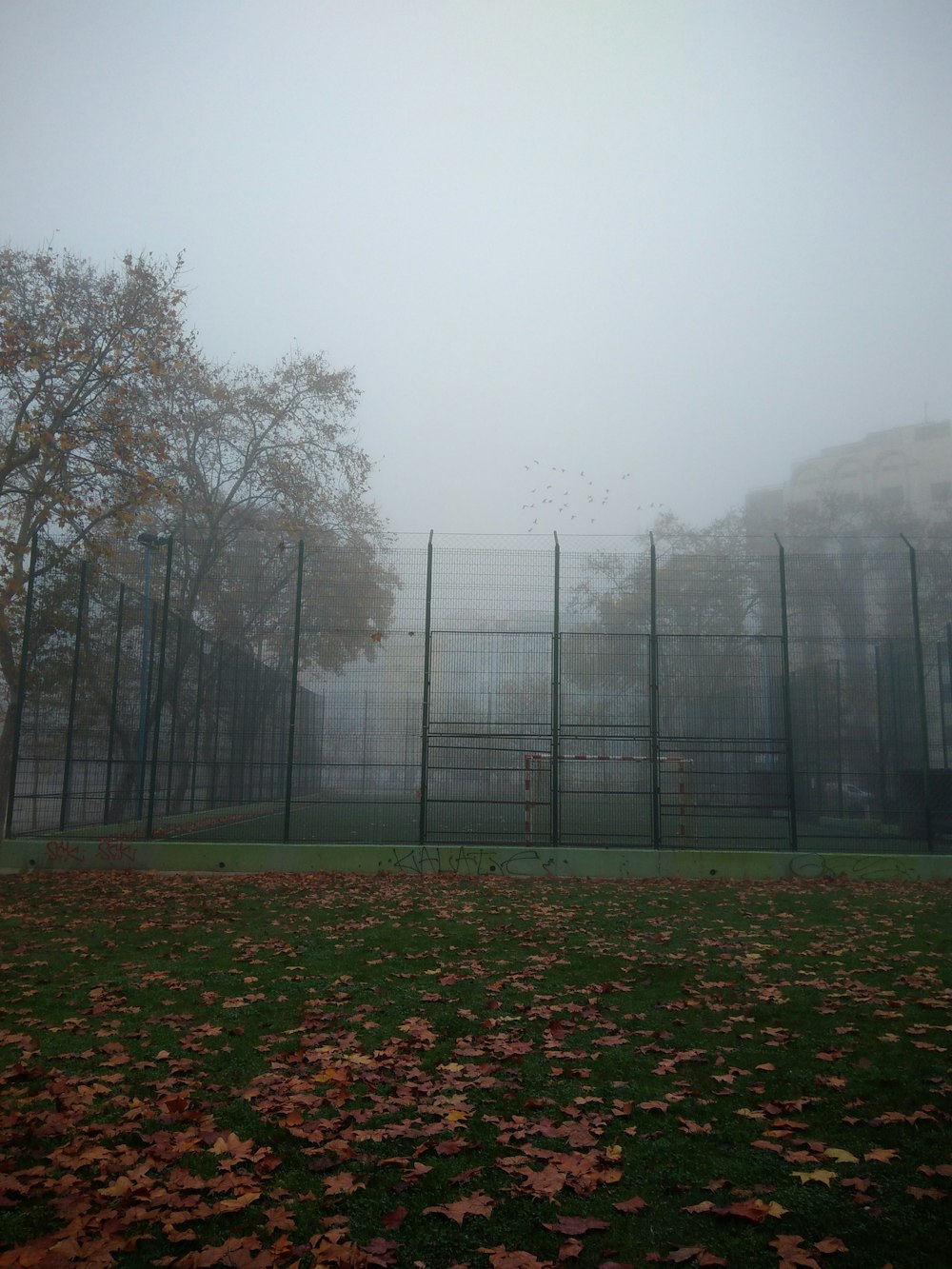 a fenced in area with trees and grass around it