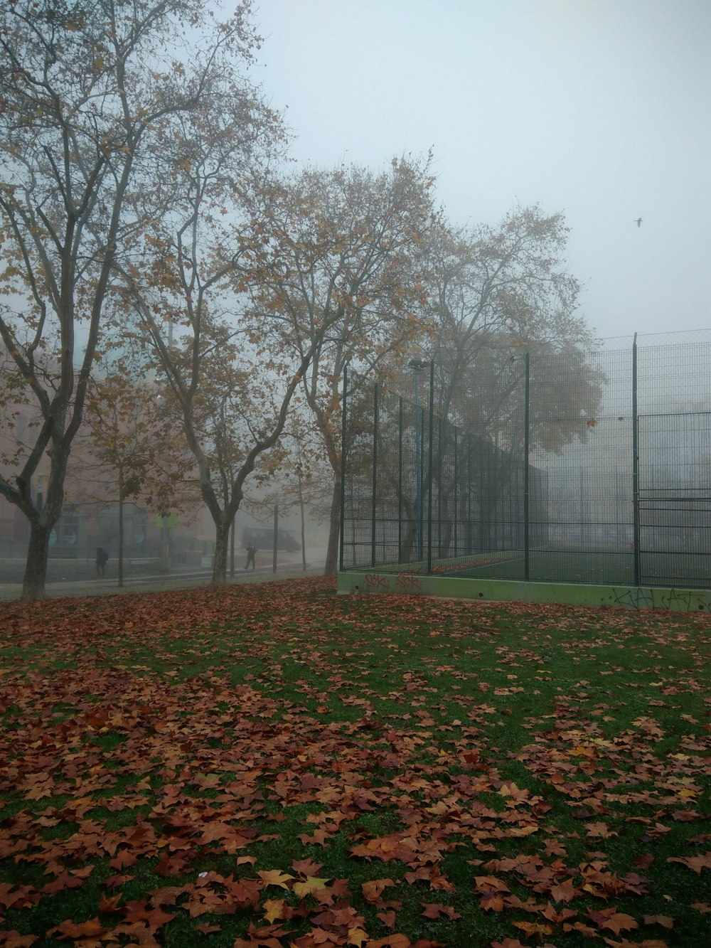 a fence and trees with leaves on the ground