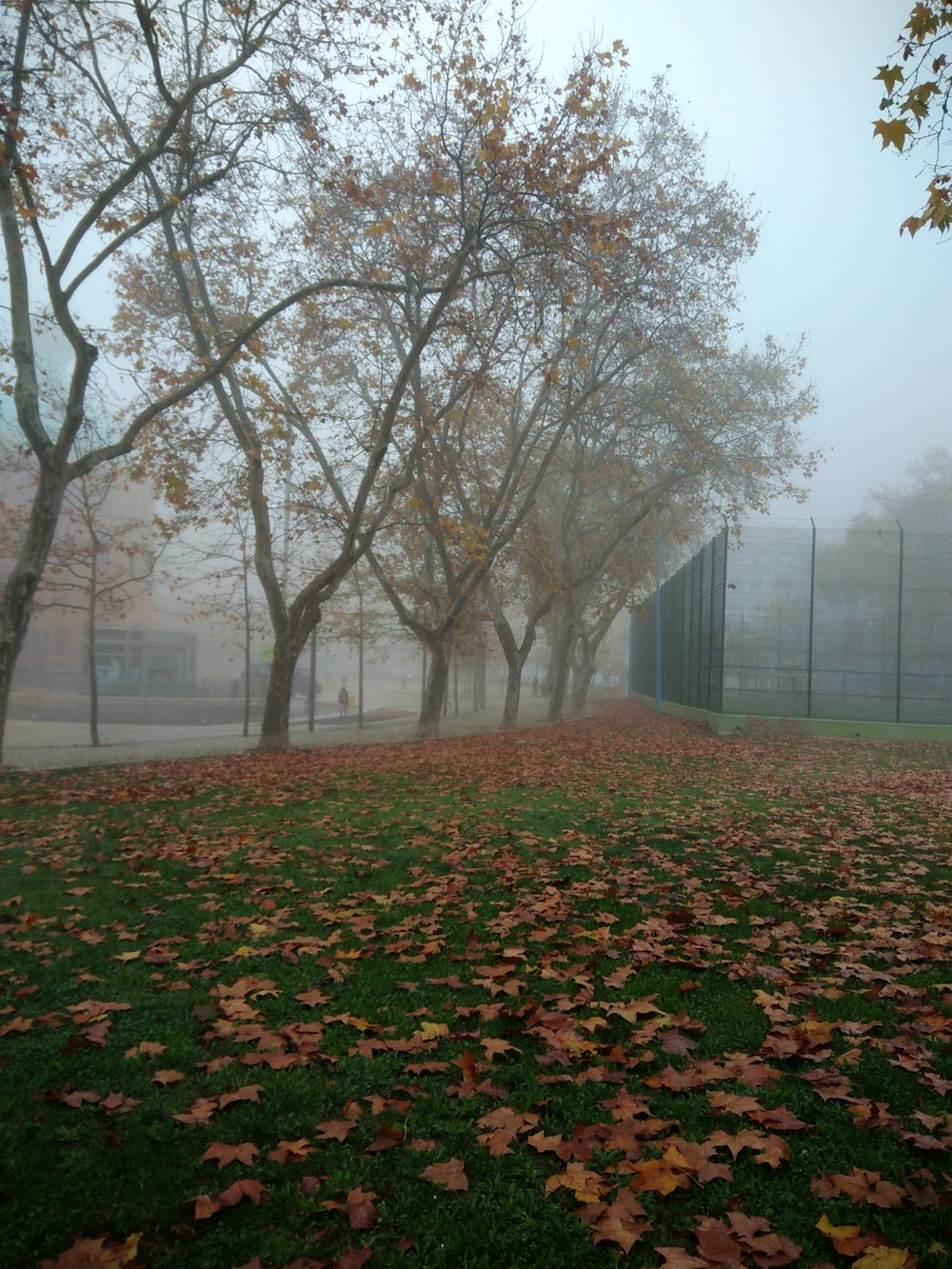 a group of trees with leaves on the ground