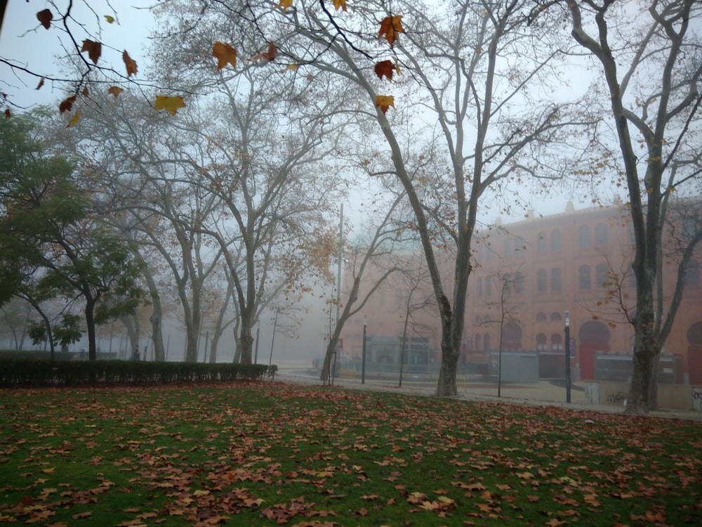 a group of trees with leaves in front of a building