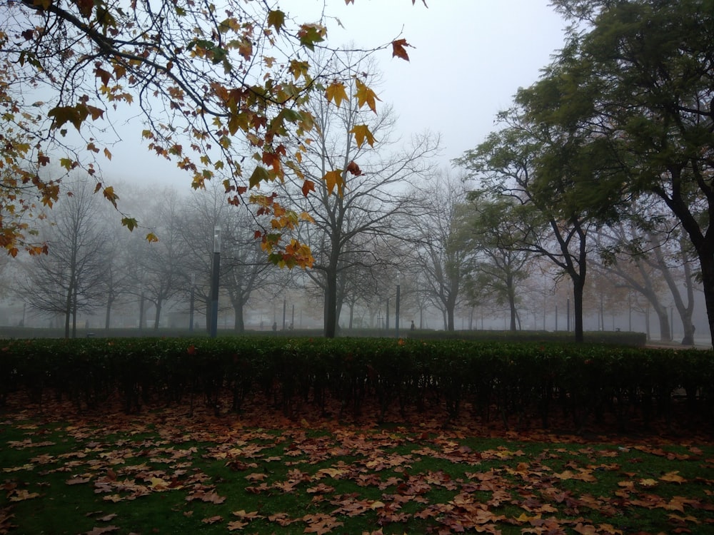 a park with trees and grass