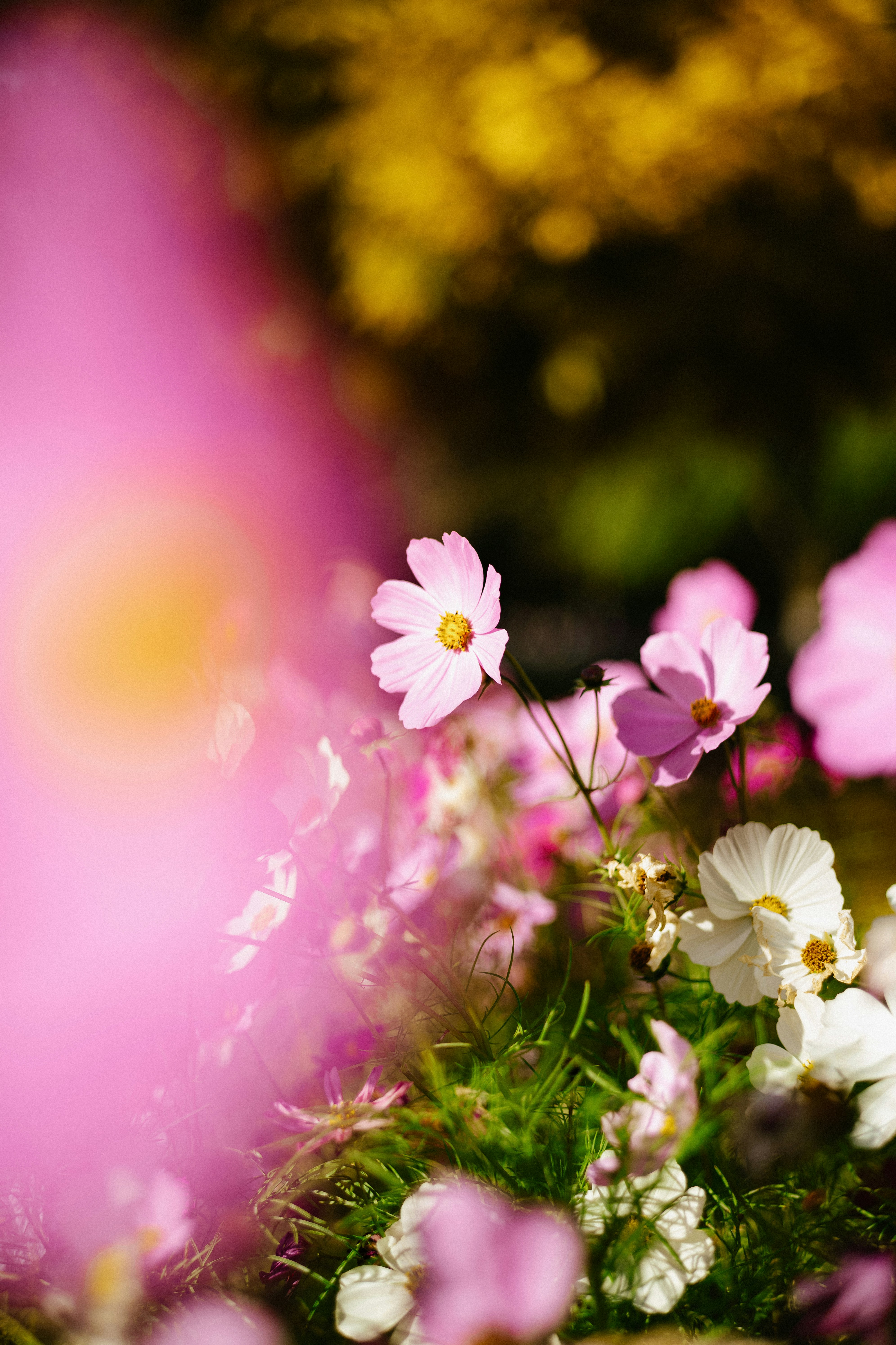 Photo by tommaomaoer