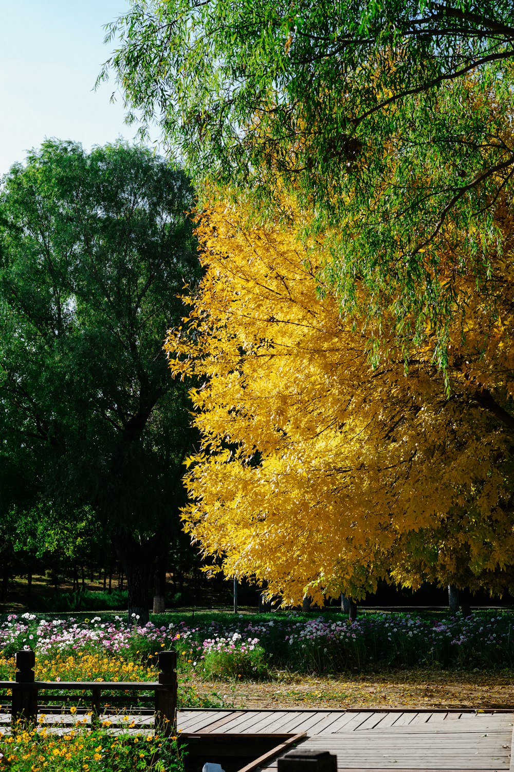 a tree with yellow leaves