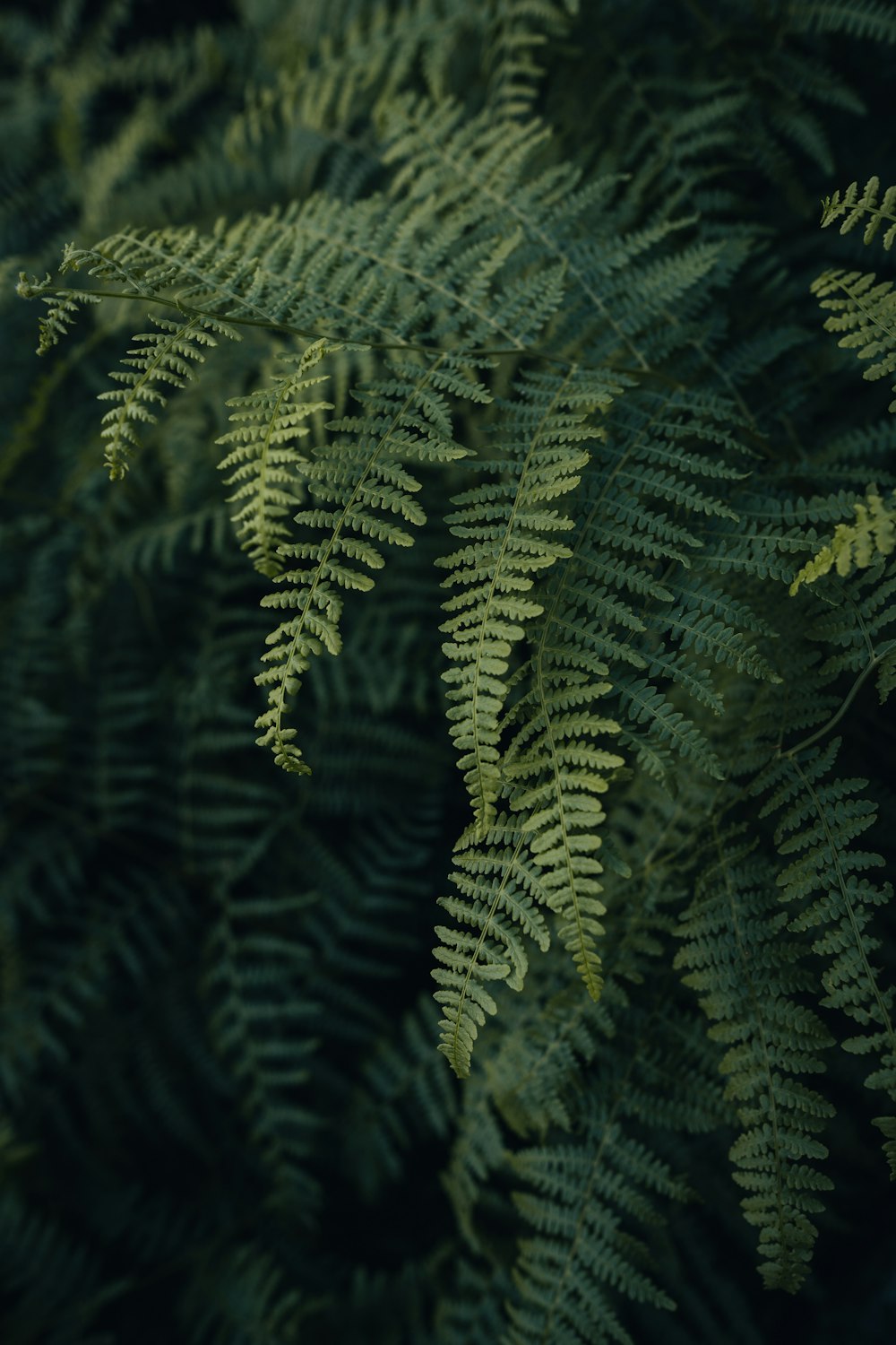 a close up of a plant