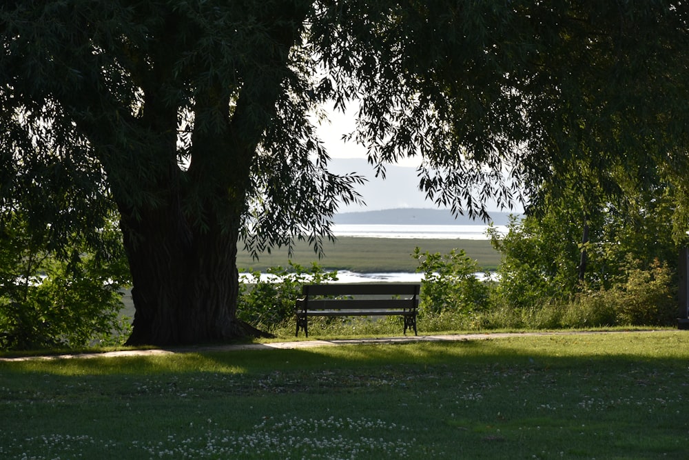 a bench sits under a tree