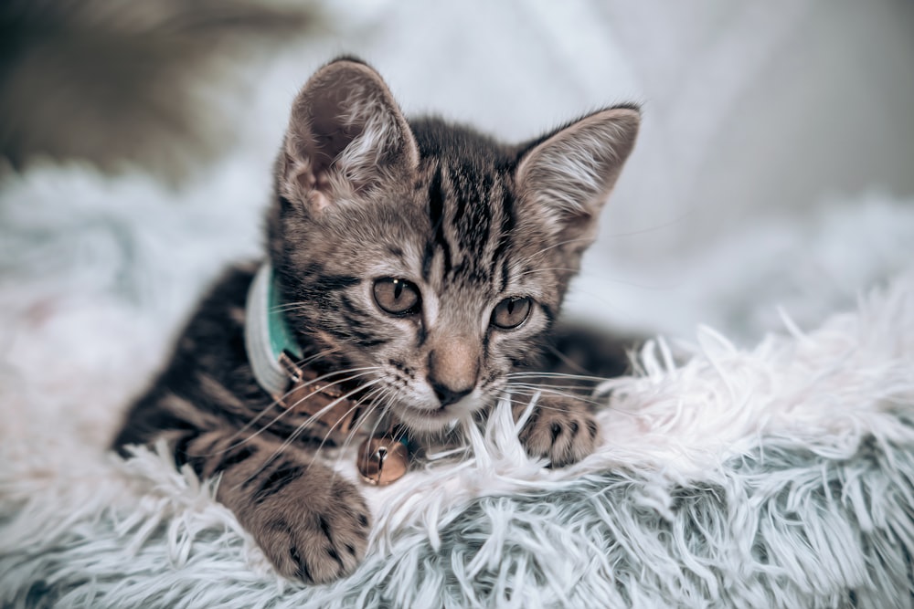 a cat lying on a blanket