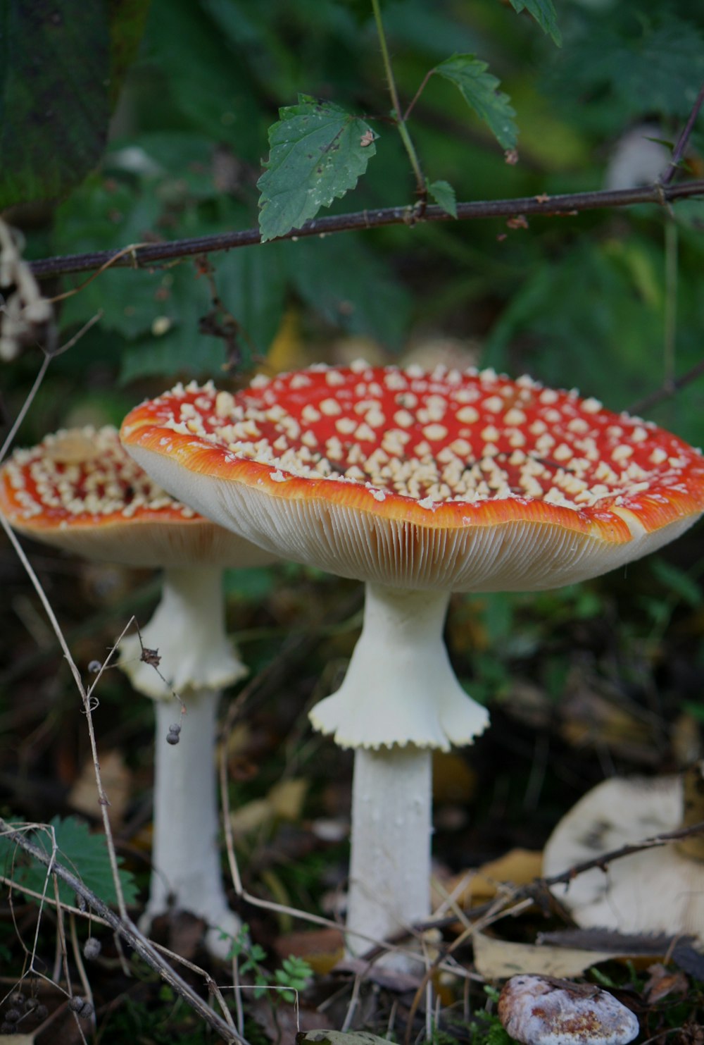 a mushroom growing in the woods