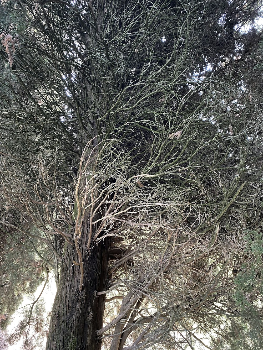 un árbol con ramas y hojas