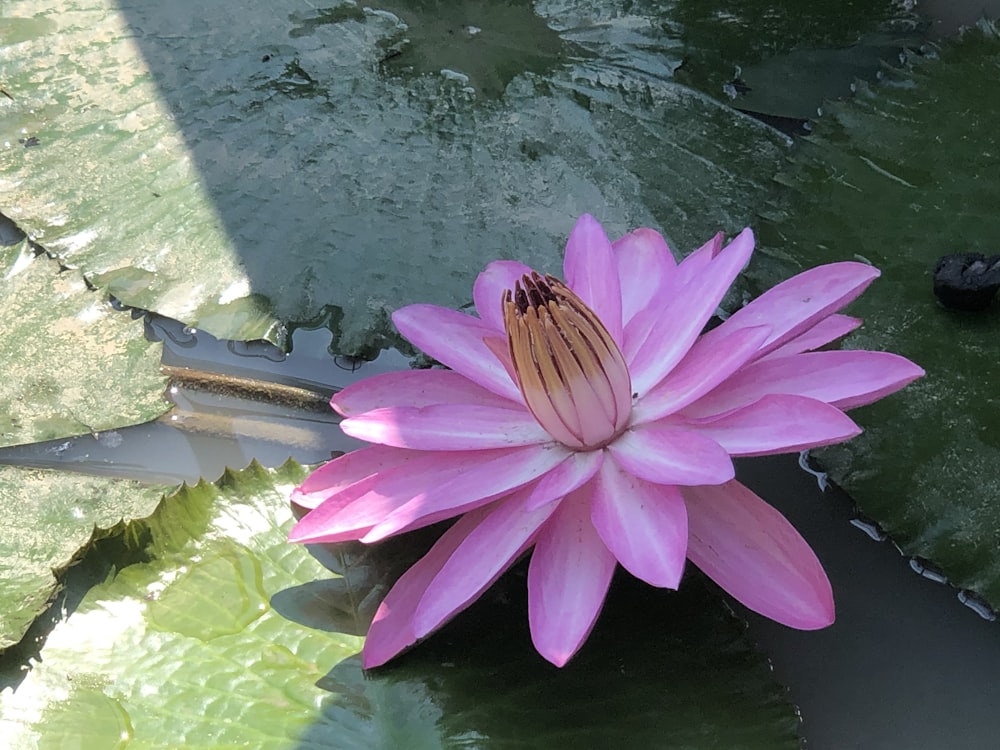 a flower in a pond