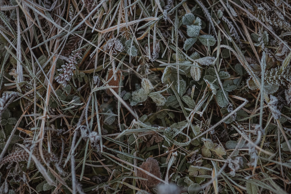 a close up of some grass