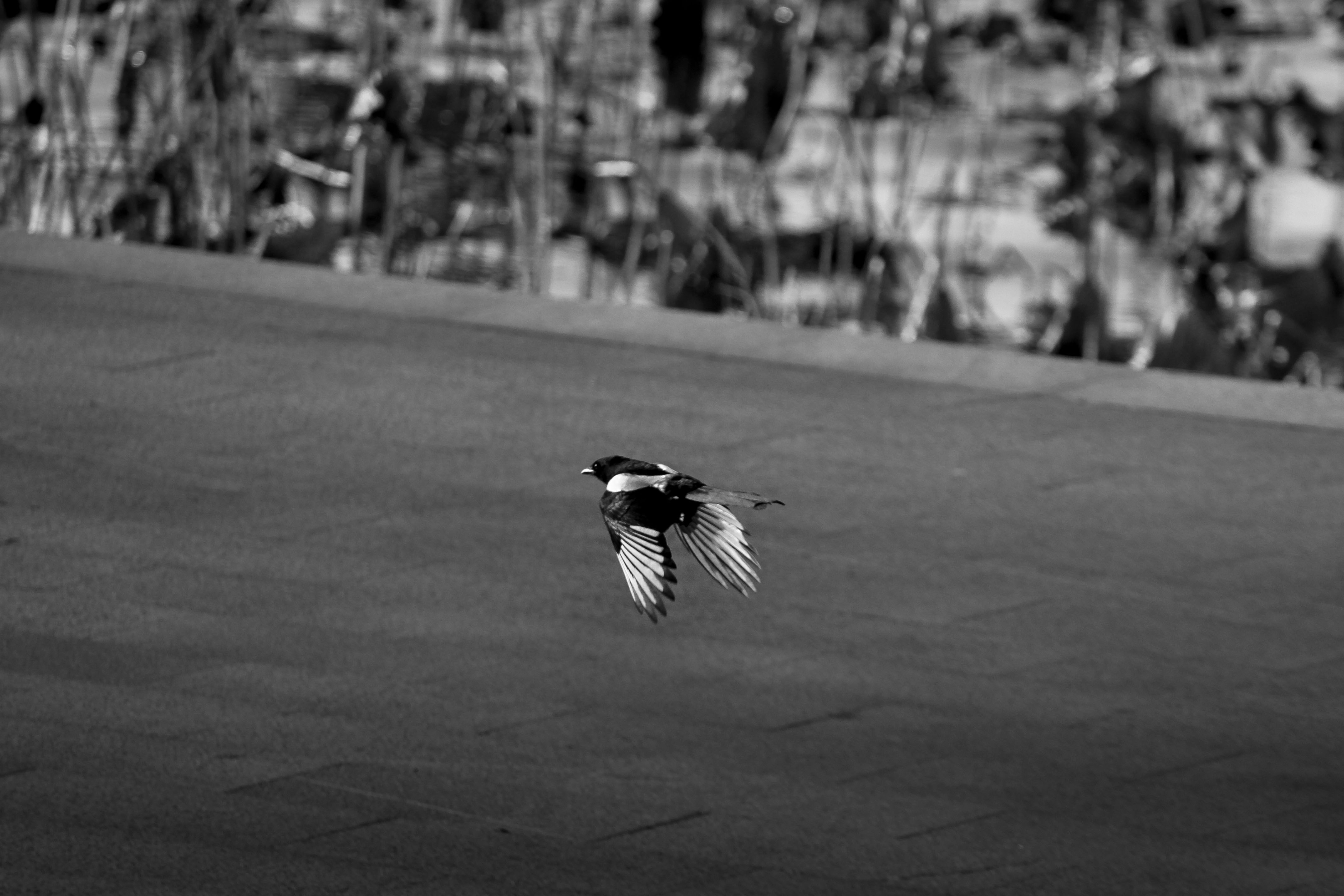 프로폴리스 필름형