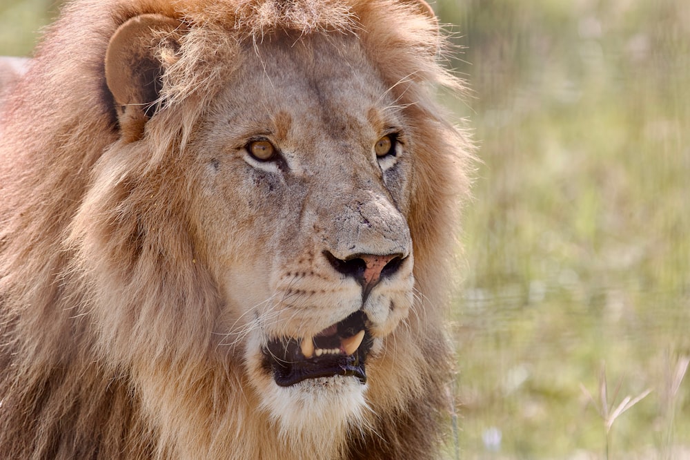 a lion with its mouth open