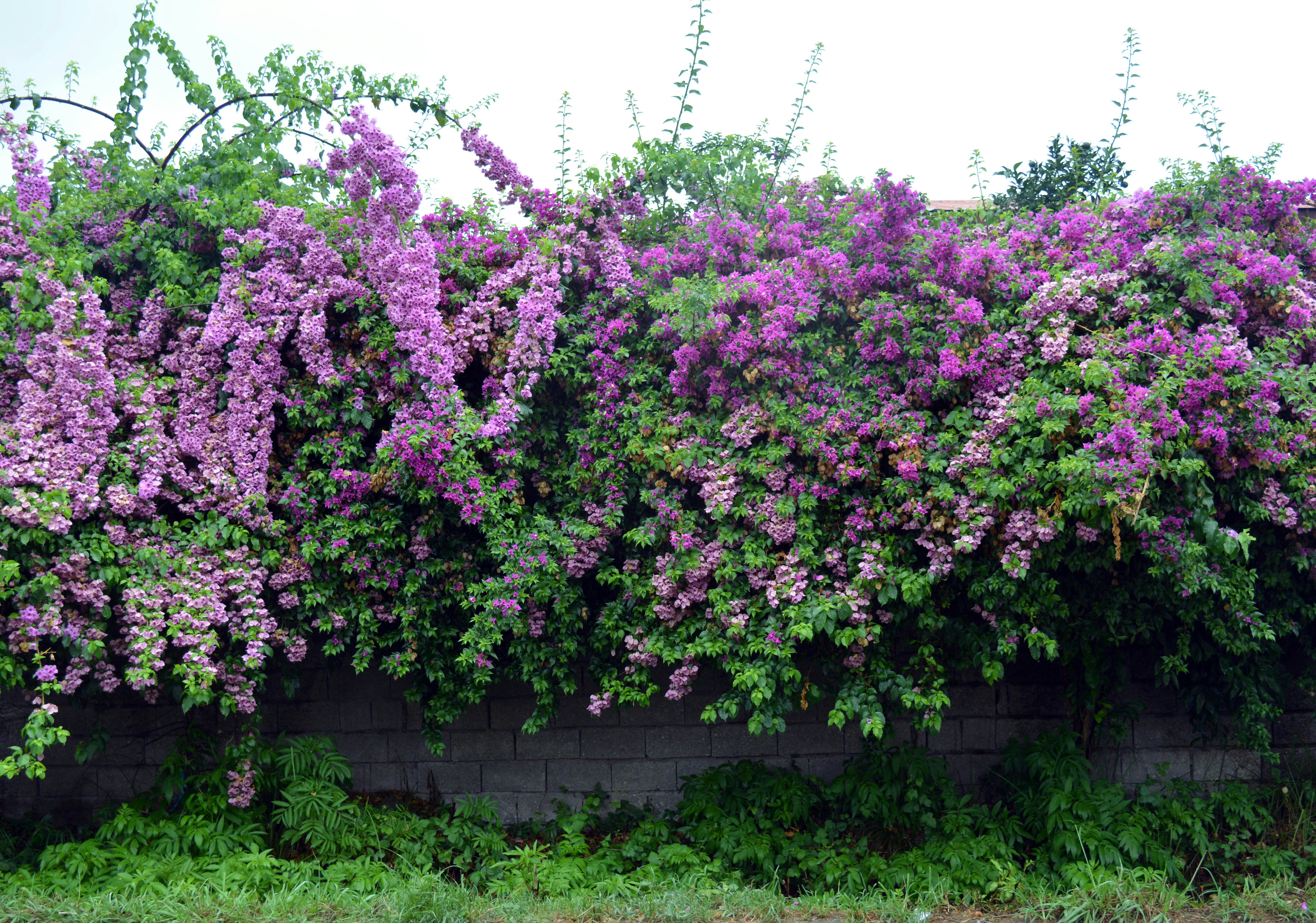 a tree with purple flowers
