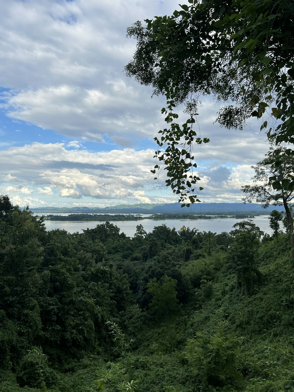 a view of a lake from a forest