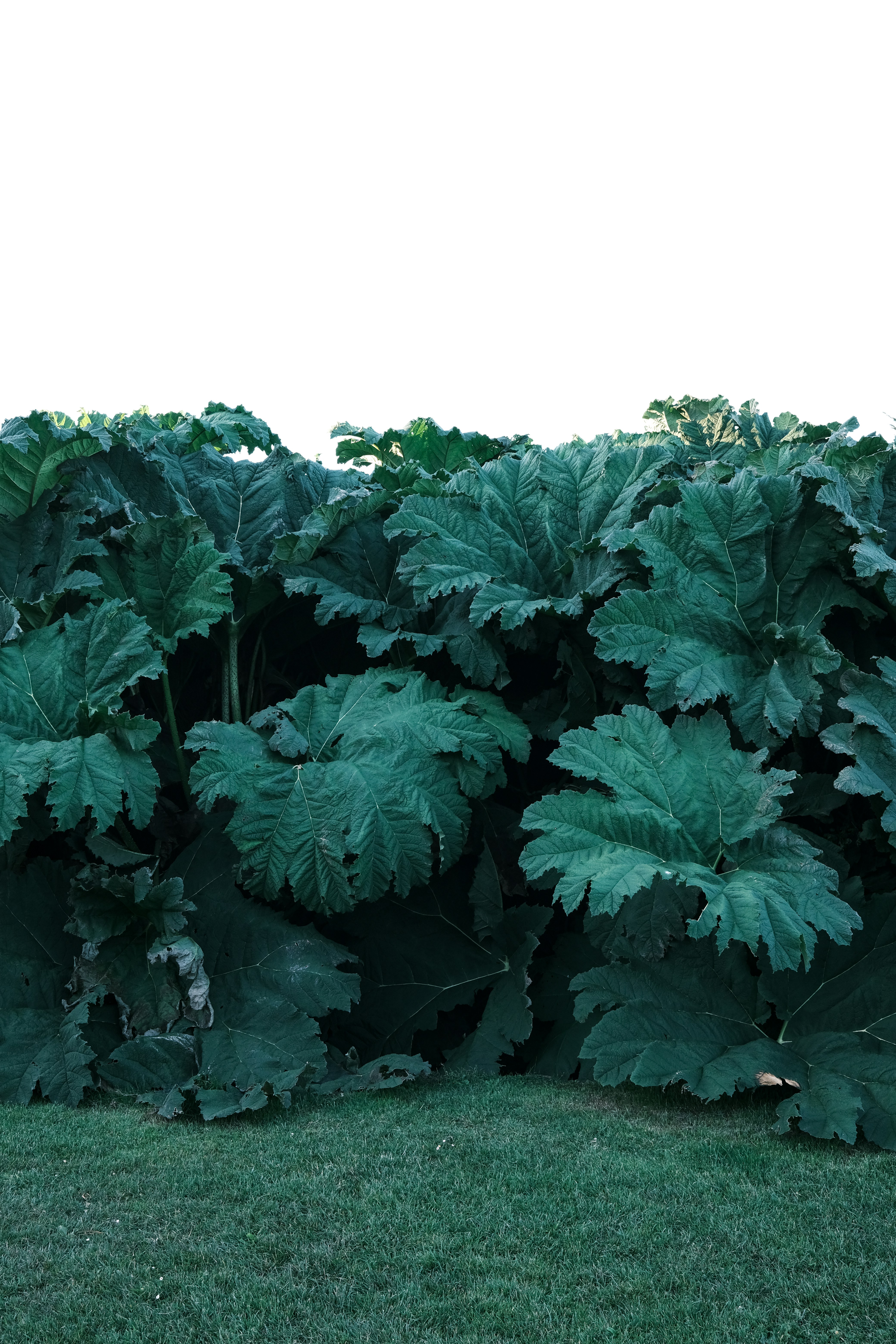 a large group of plants
