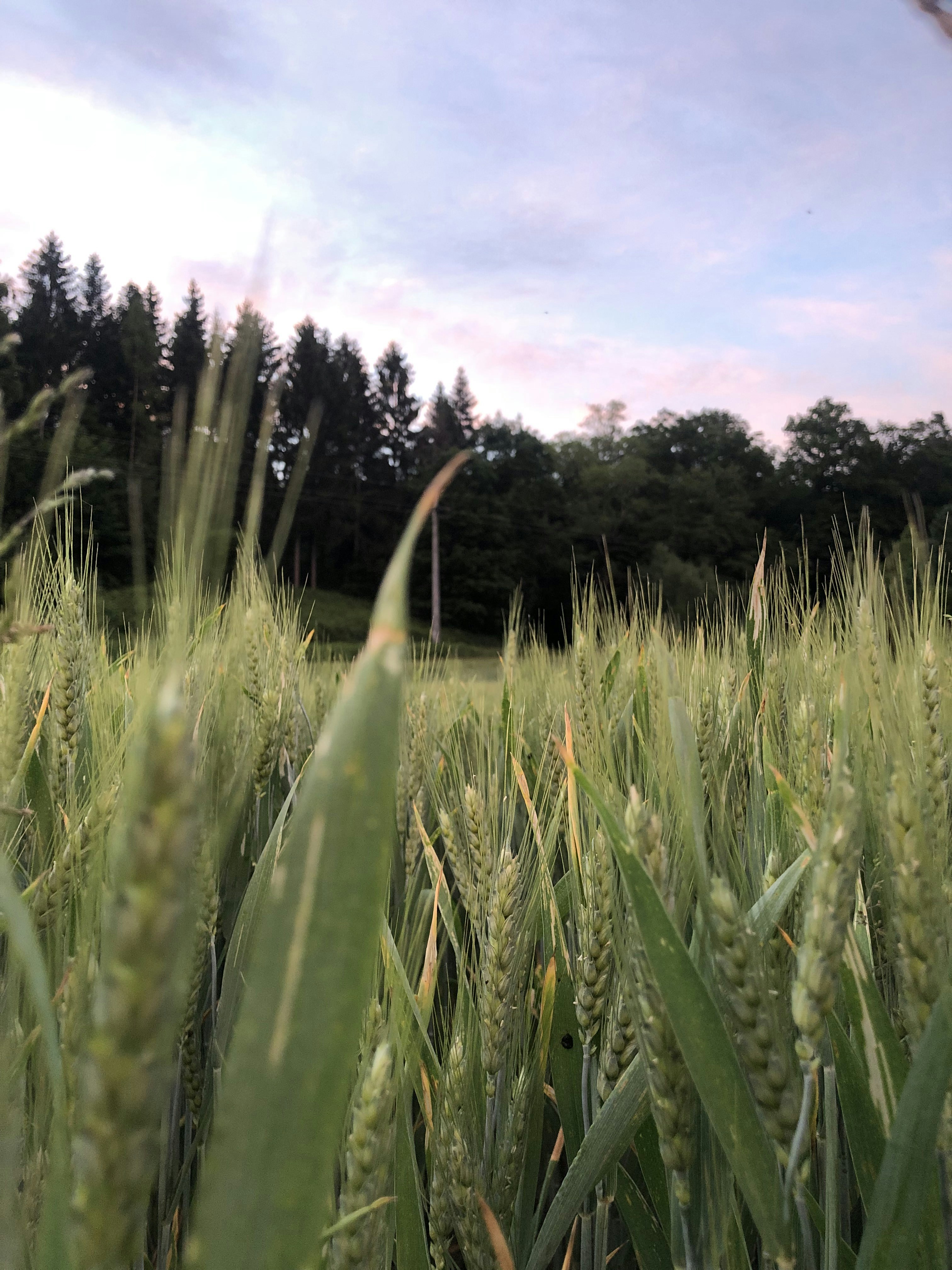 a field of tall grass with trees in the background