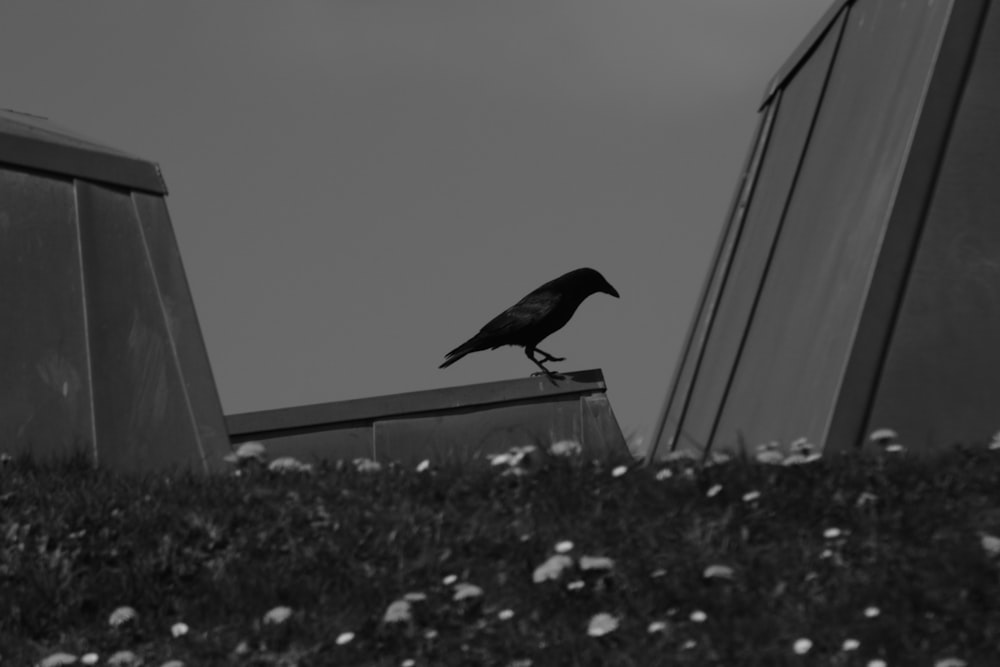 a bird on a fence