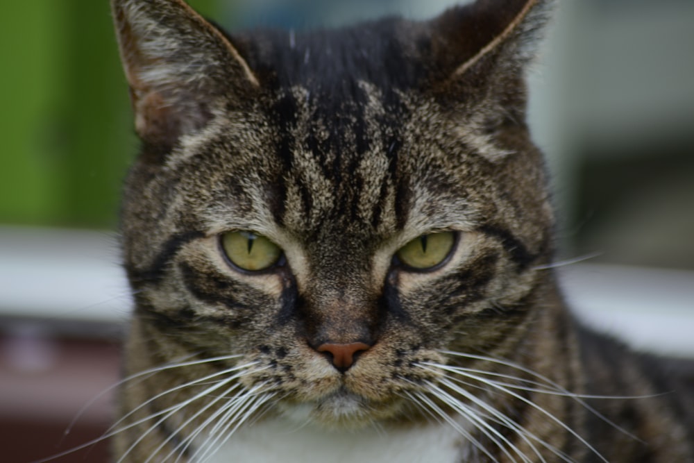 a cat with green eyes