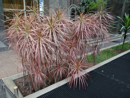 A cluster of ornamental plants with long, narrow, spiky leaves exhibiting hues of red and green, situated in a modern indoor or outdoor urban setting. The background includes a pathway with grass and concrete, alongside tall building structures.