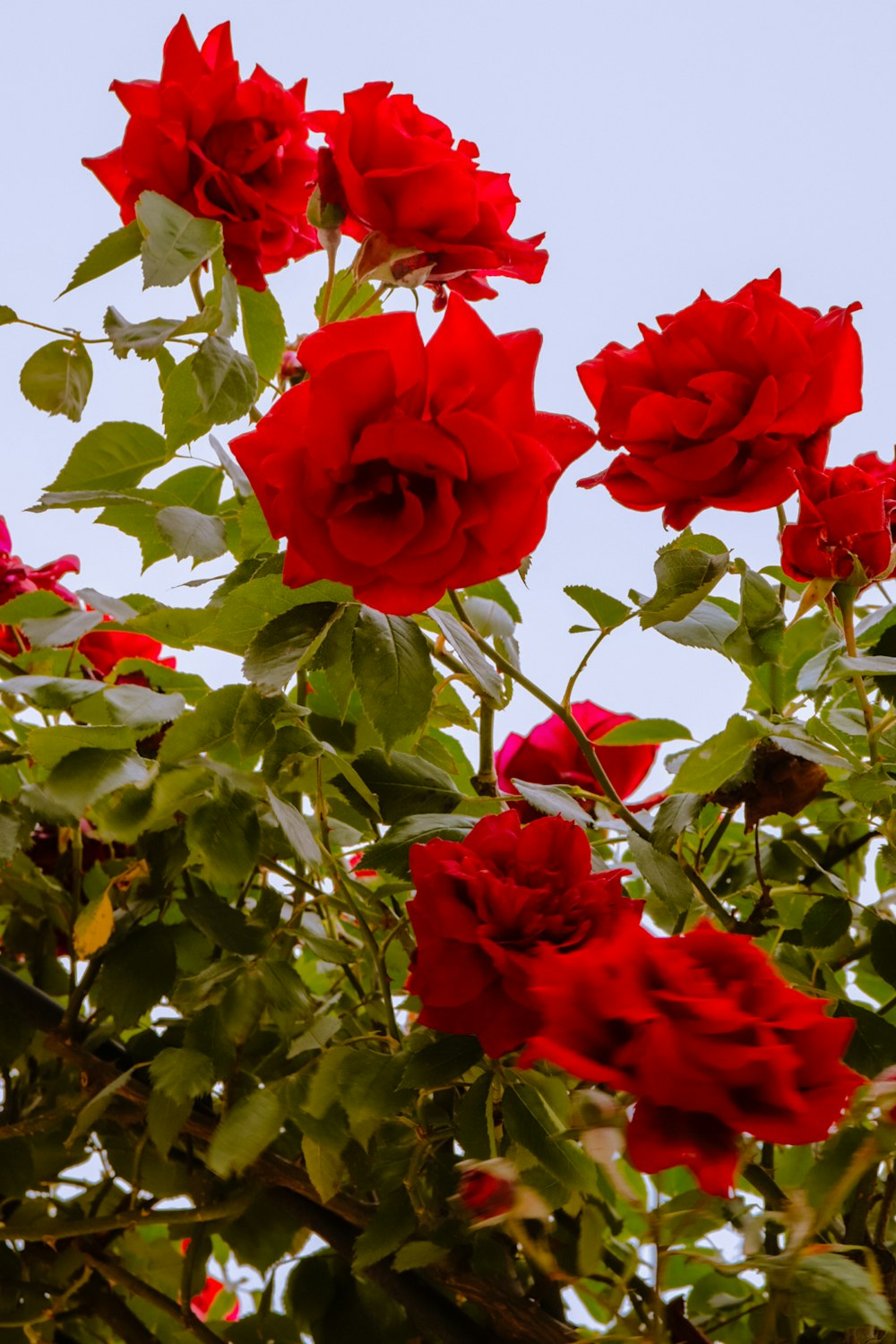 a group of red roses