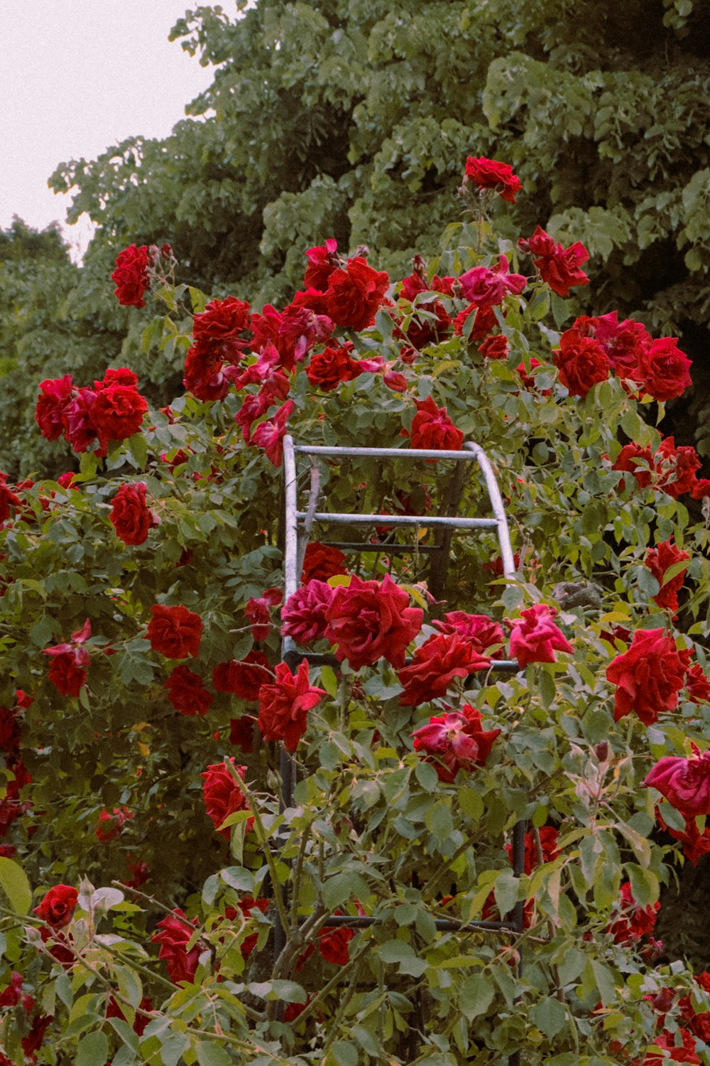 a bush with red flowers