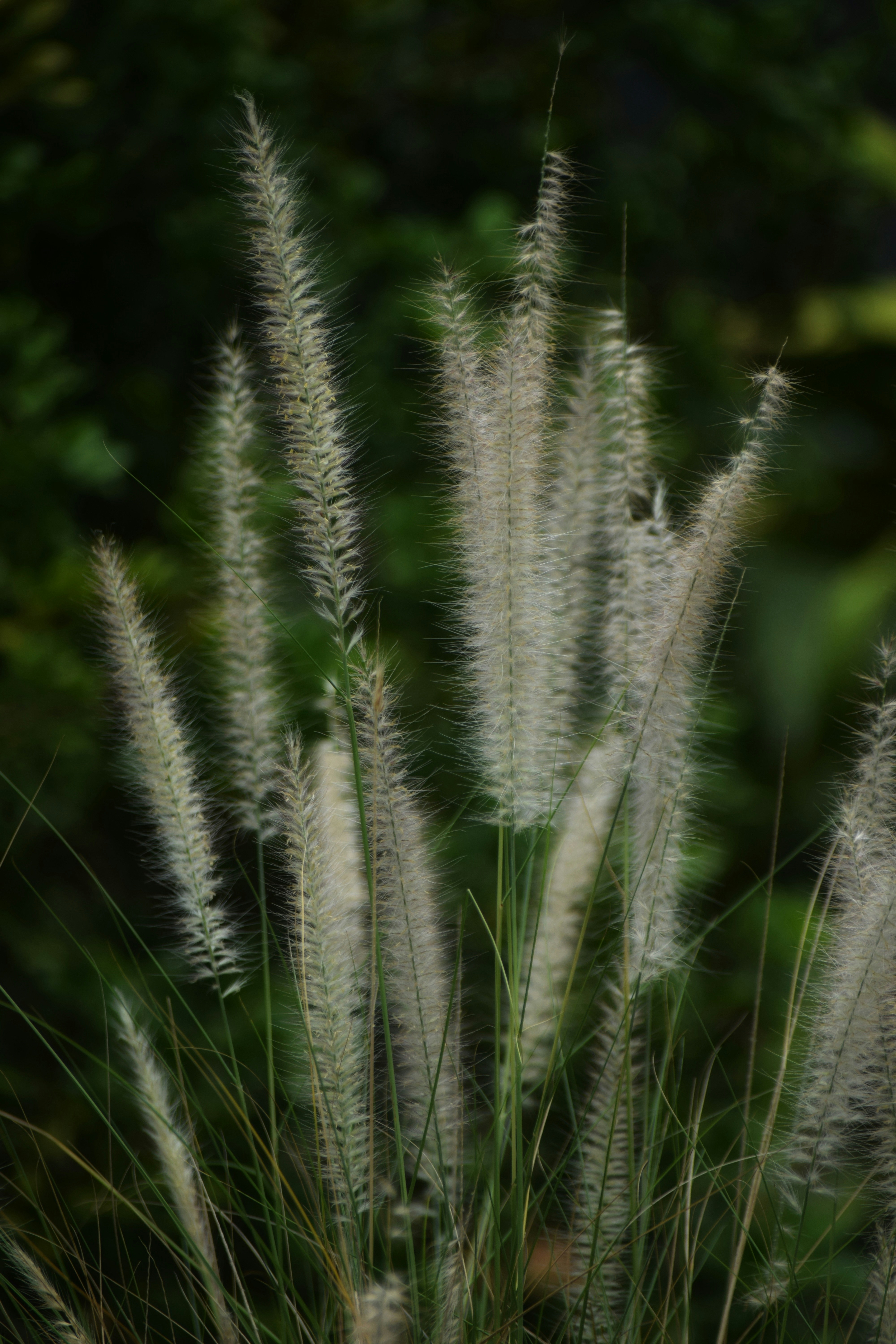 Photo by gautham1611