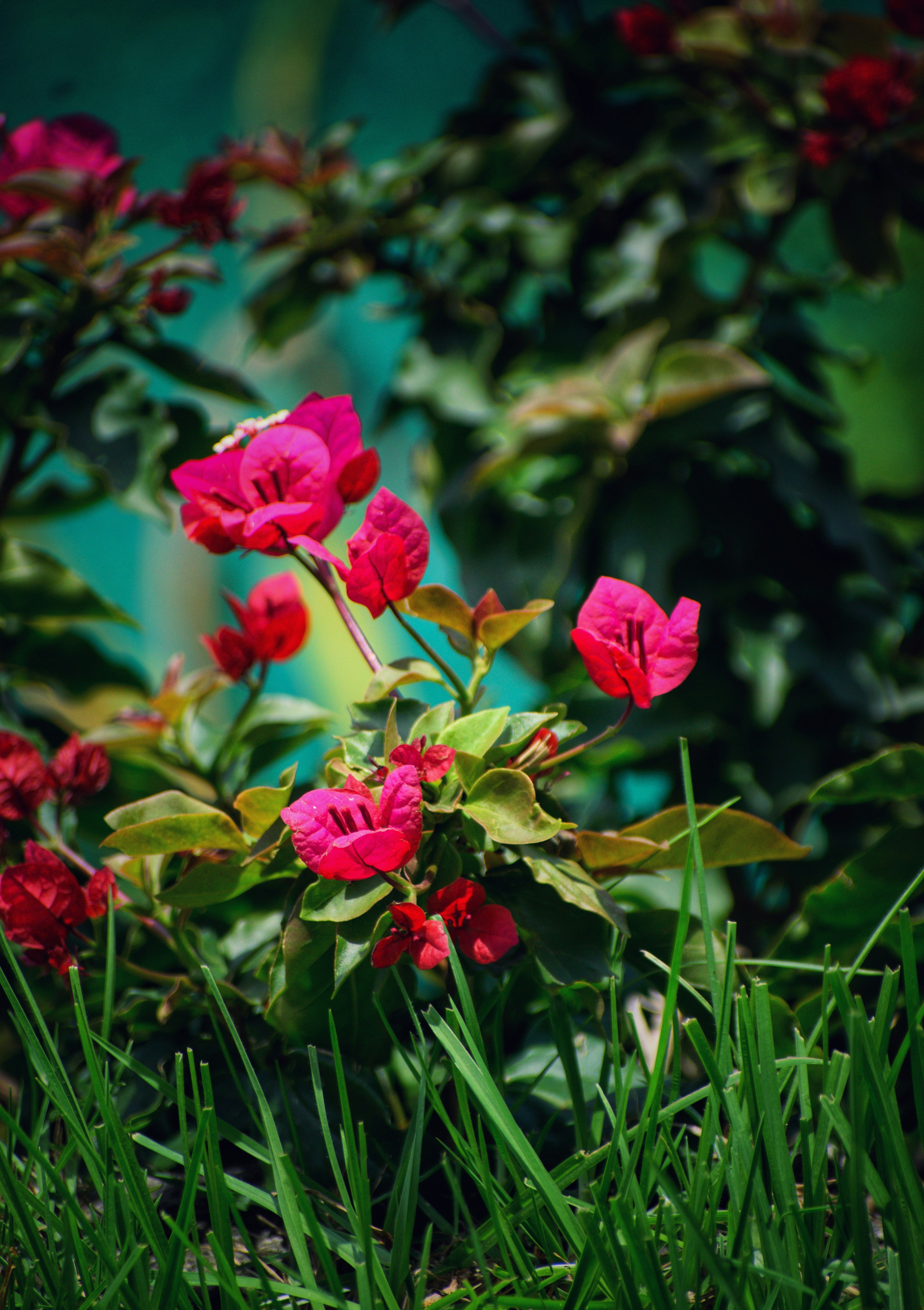 Cost Breakdown: Multiplying Your Garden Investment