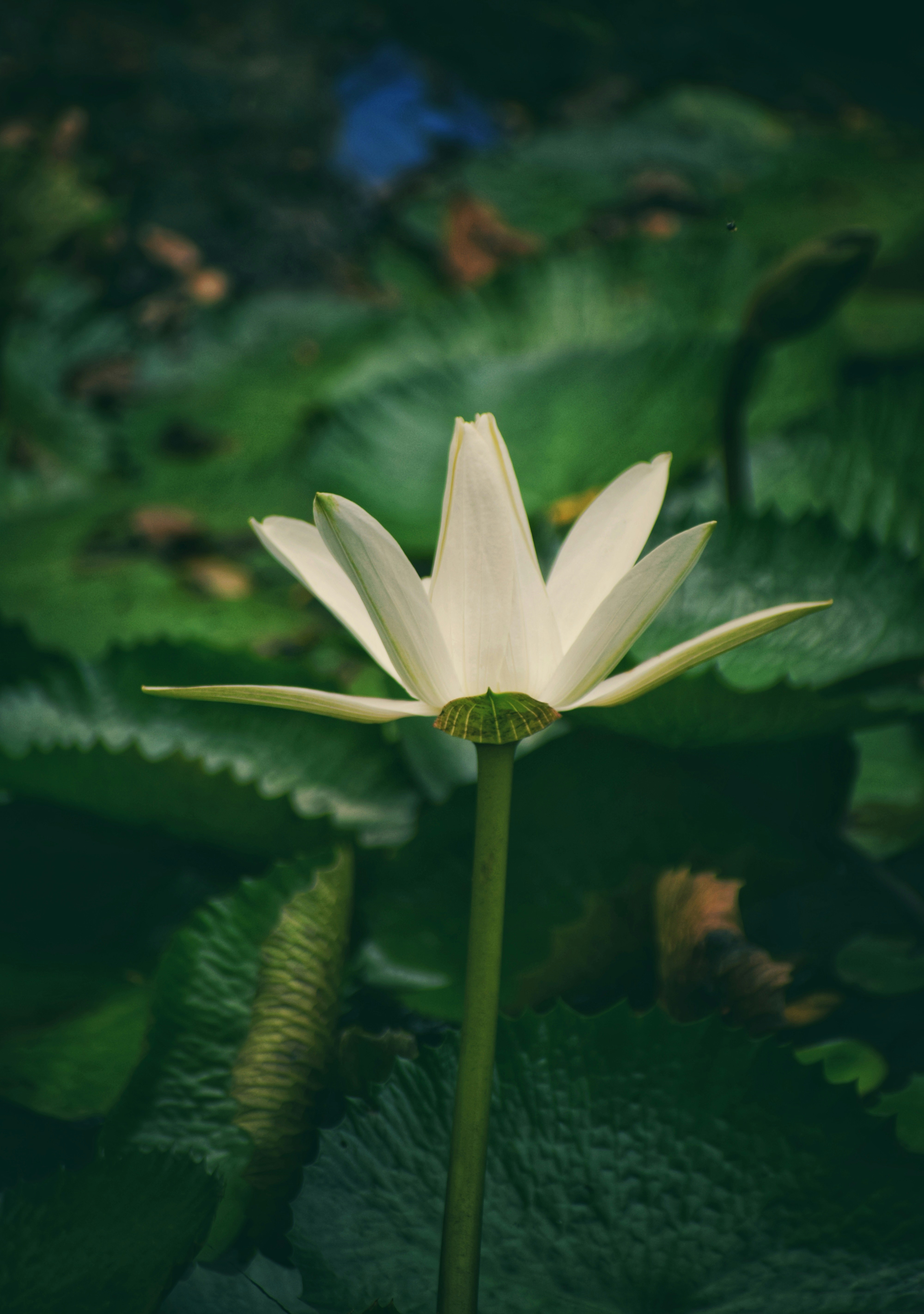 Photo by gautham1611