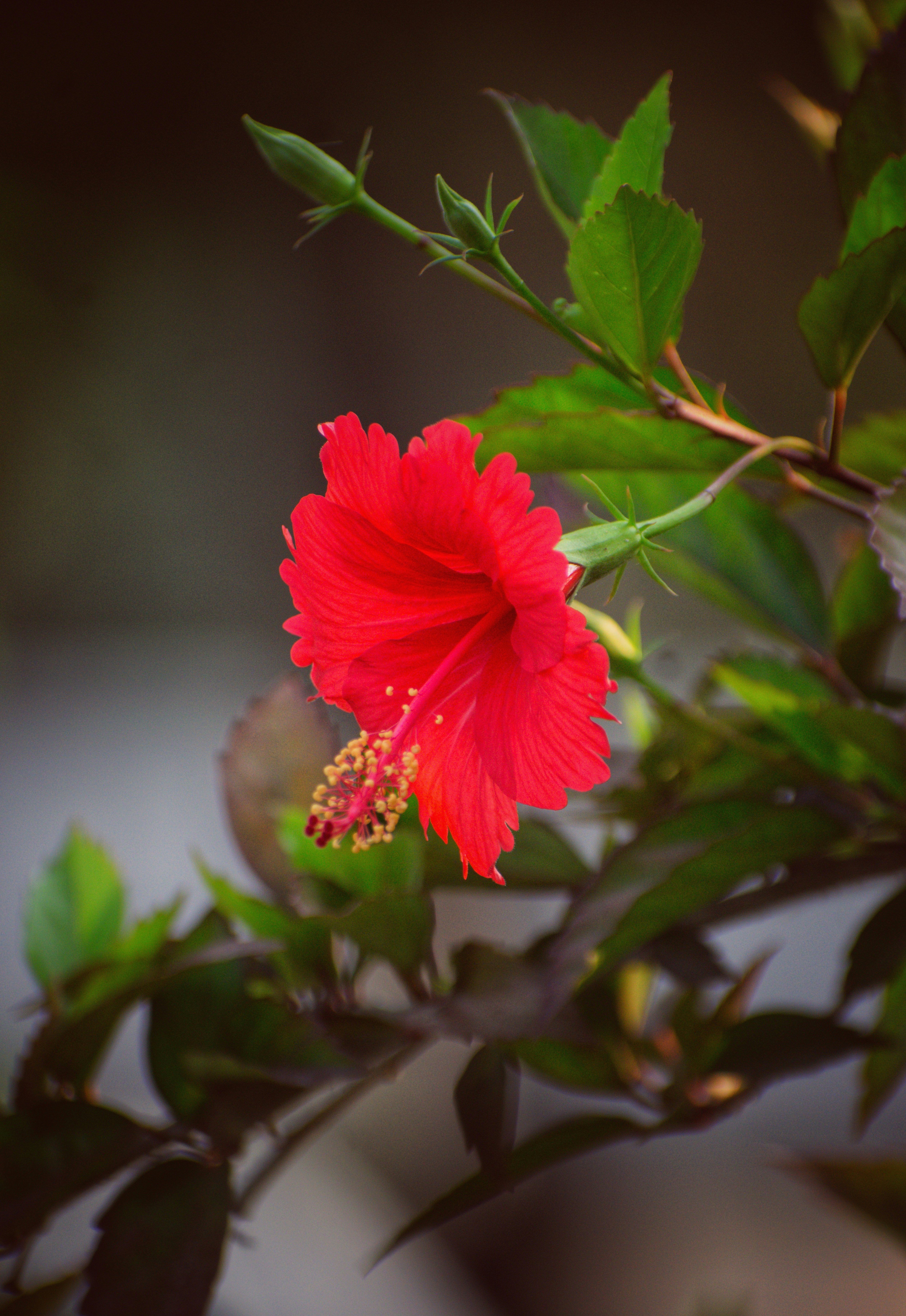 Photo by gautham1611