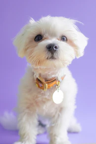 a dog wearing a collar
