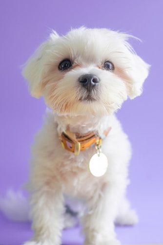a dog wearing a collar