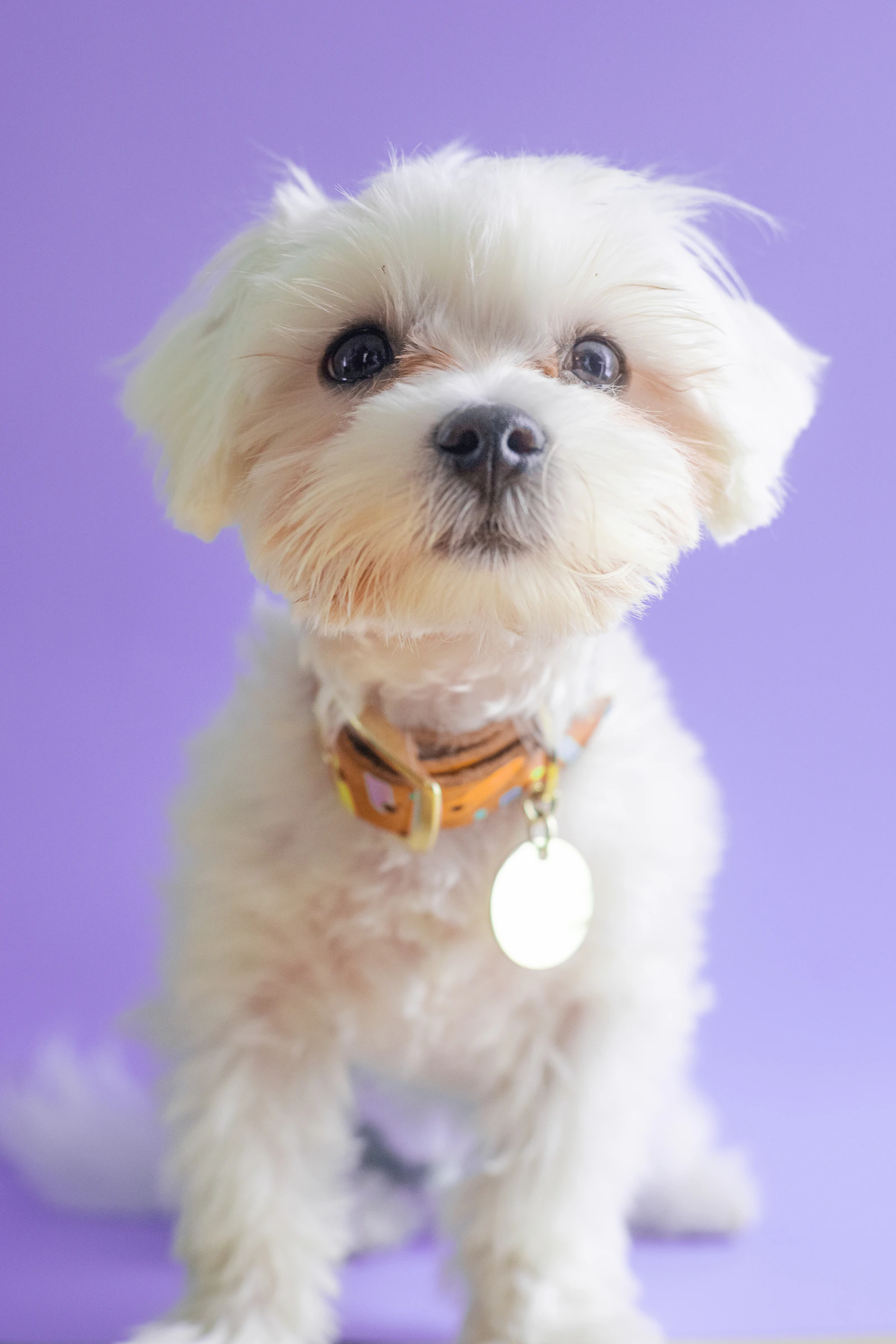 Real dog wearing a pet collar