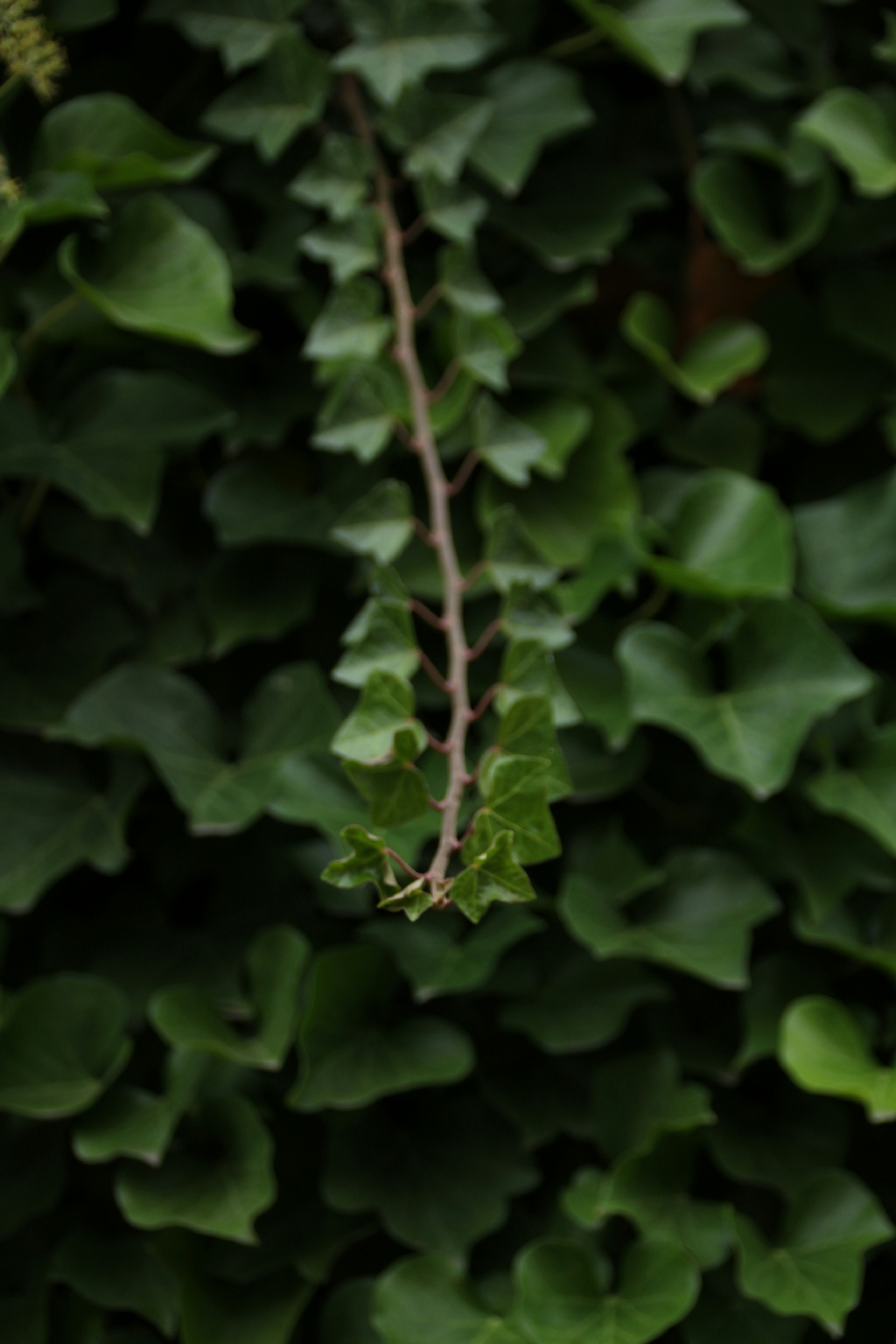 Photo by klarin_steffens