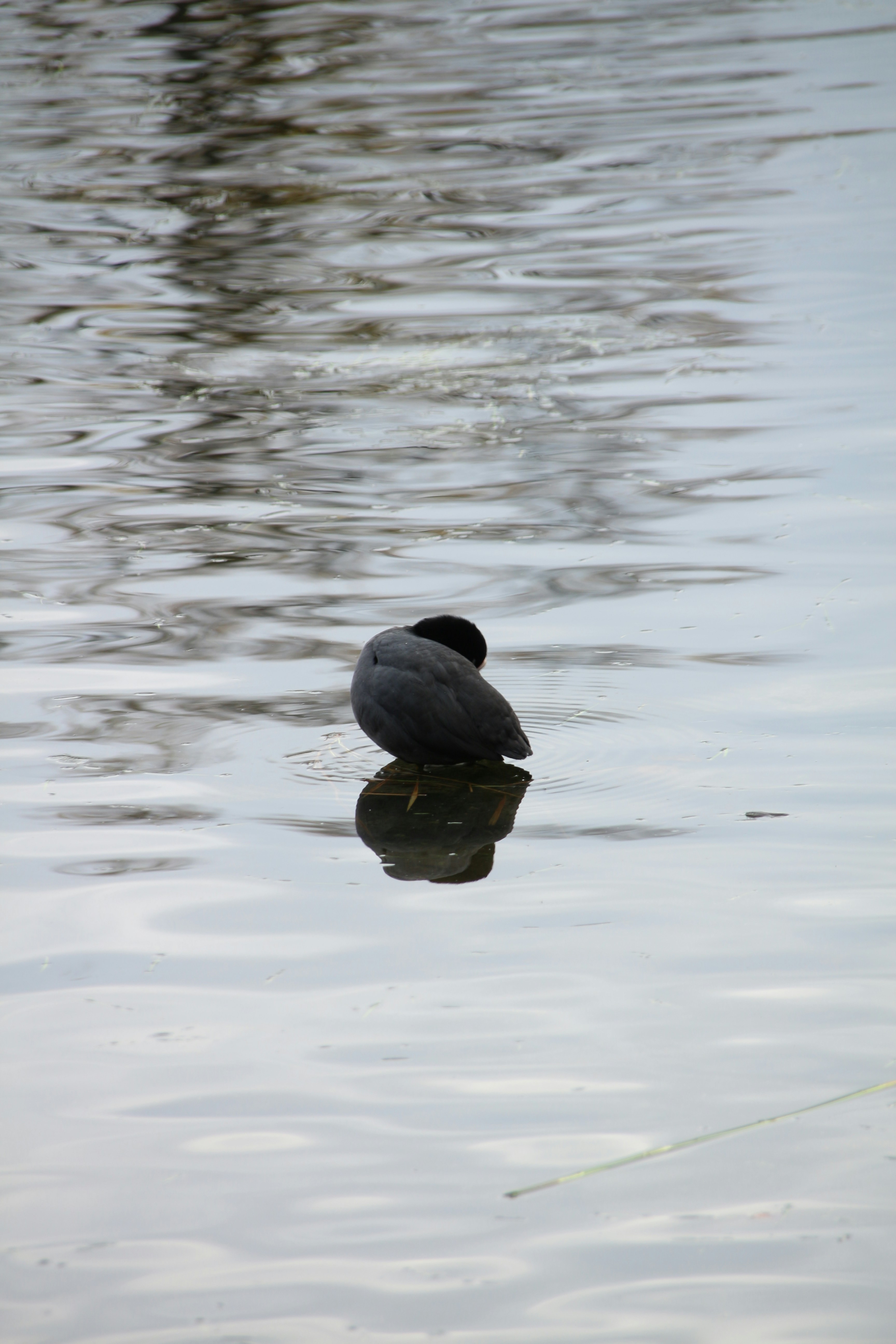 Photo by klarin_steffens