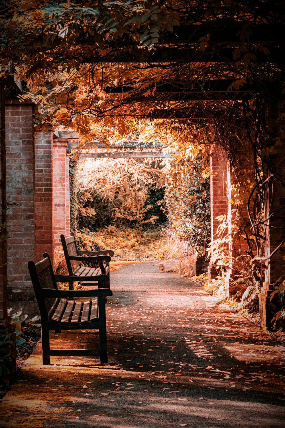 benches under a tree