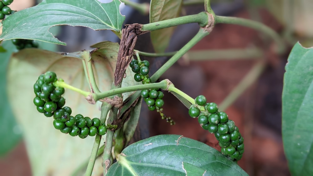 a bug on a plant