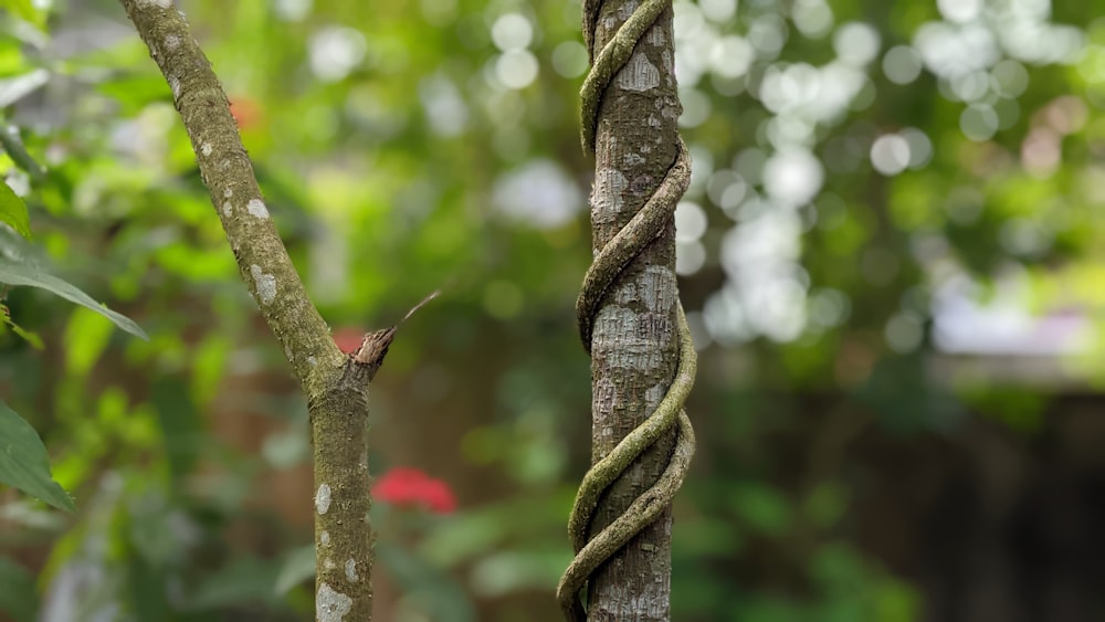 a close up of a caterpillar on a branch