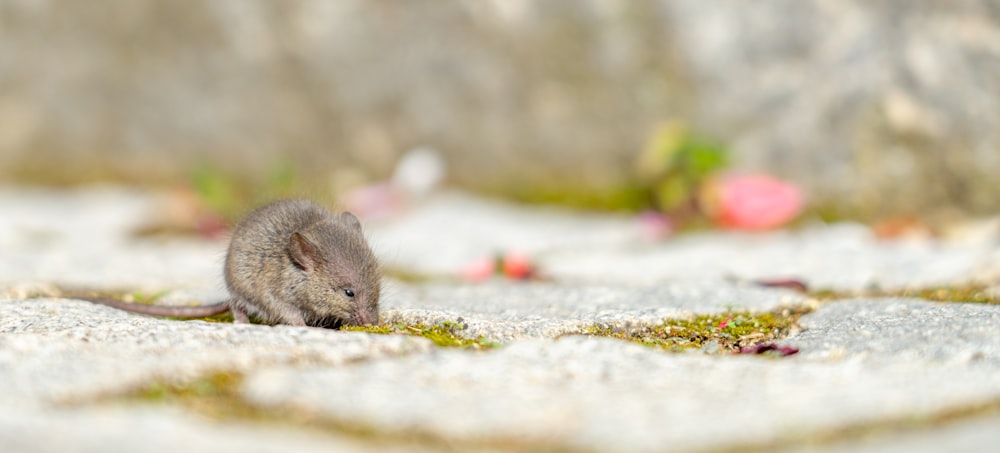 a small rodent on a rock