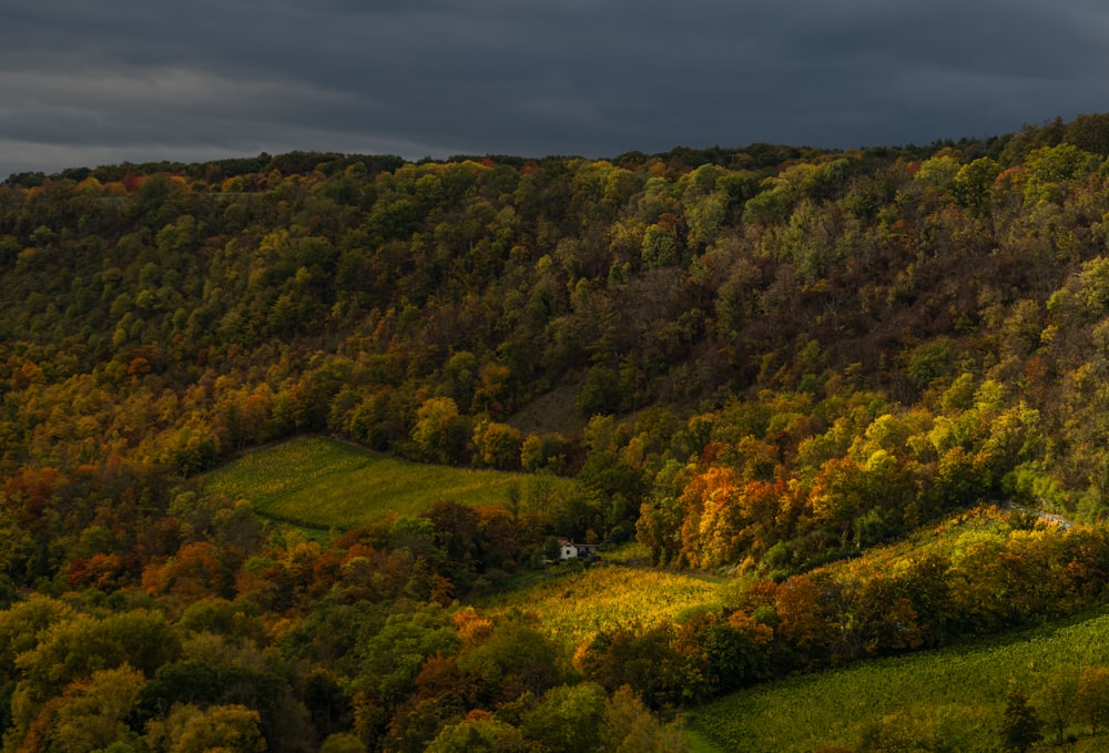 a landscape with trees and bushes