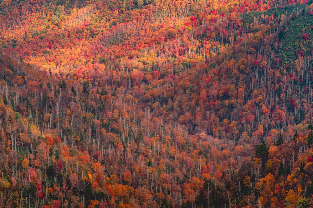 a forest of trees