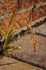 a plant with a flower