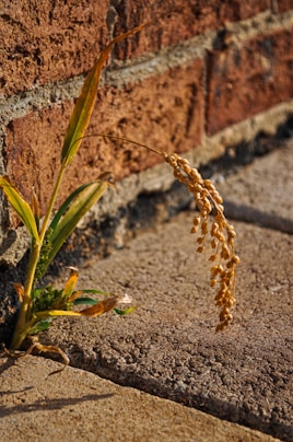 a plant with a flower