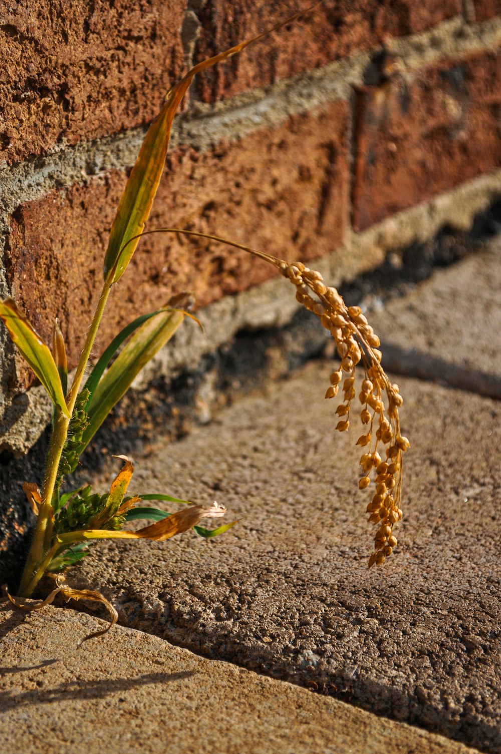 a plant with a flower