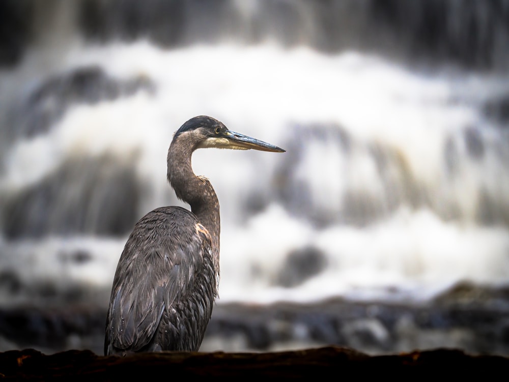 a bird standing on a rock