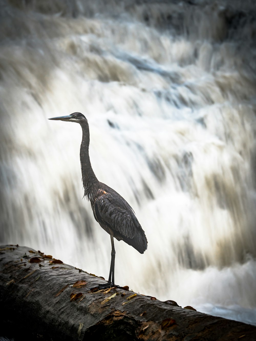 Un oiseau debout sur un rocher