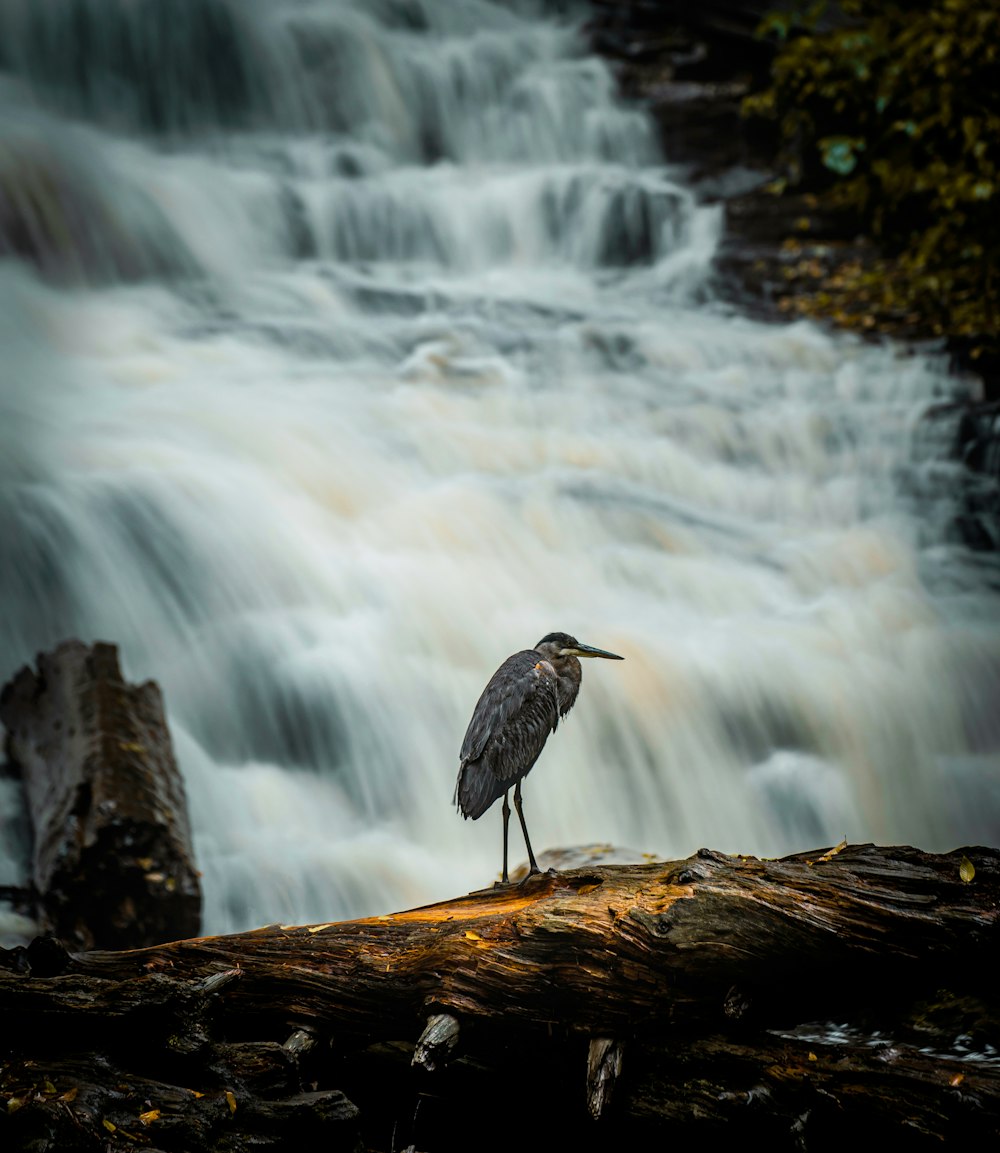 a bird standing on a log in front of a waterfall